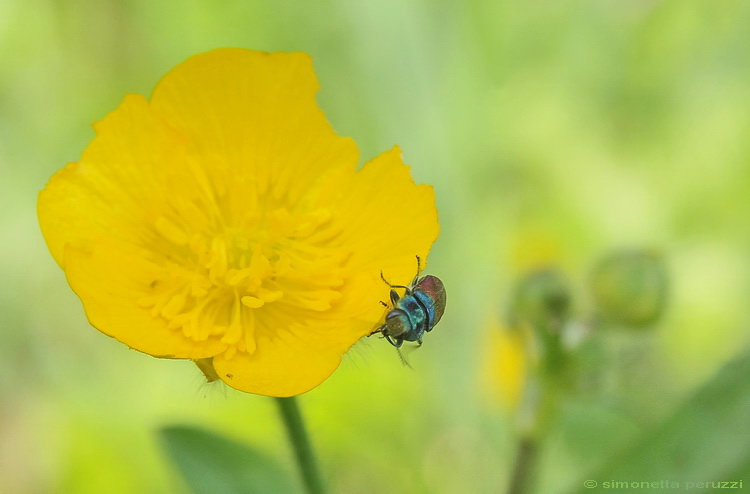 Un piccolo insetto colorato: Anthaxia salicis (Buprestidae)